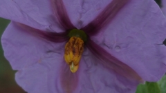 Lycianthes moziniana
