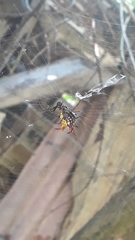 Micrathena fissispina