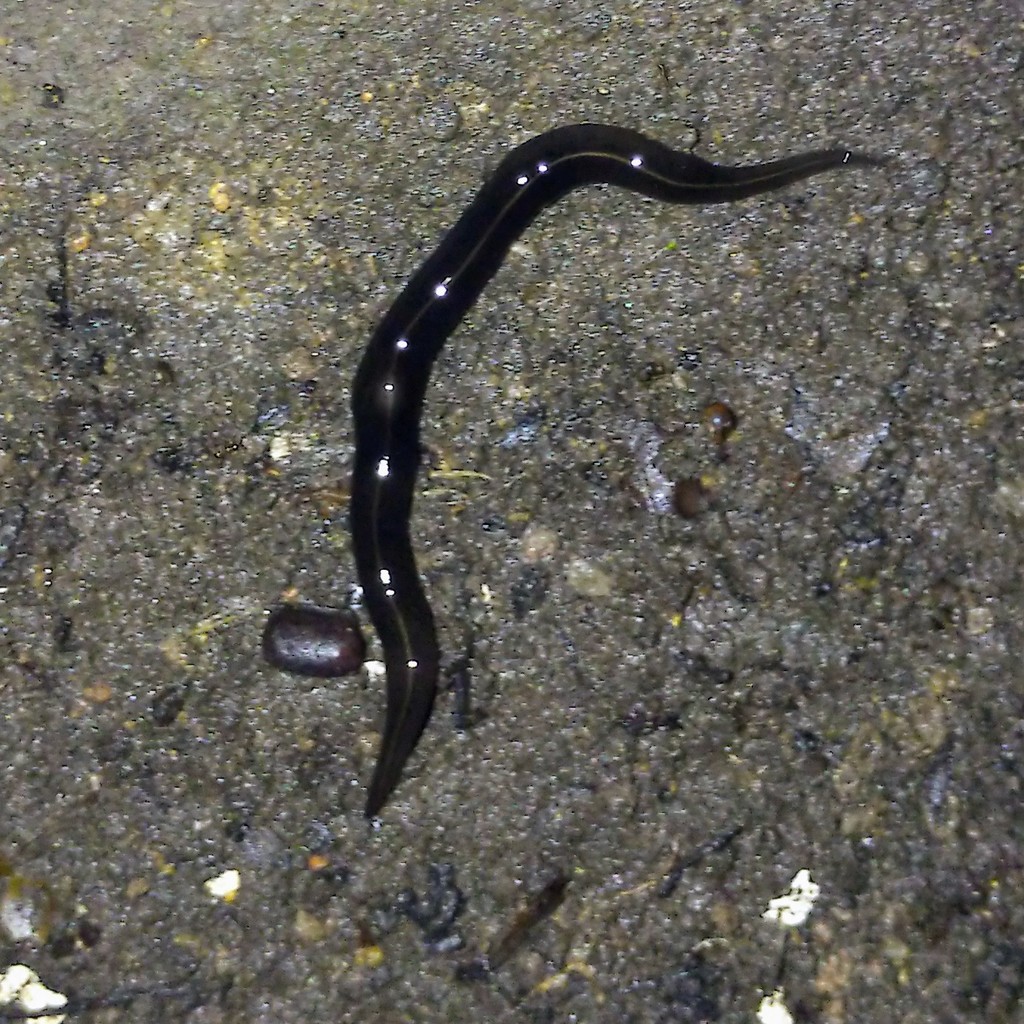 New Guinea Flatworm from Jalan Pari Kikis on April 7, 2020 at 08:19 PM ...