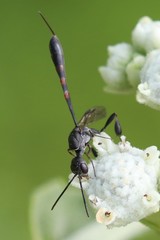 Gasteruption assectator