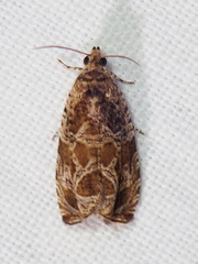 Olethreutes tilianum