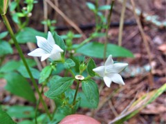 Spigelia texana