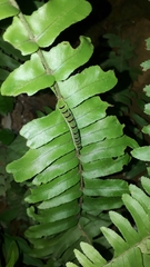 Callopistria floridensis