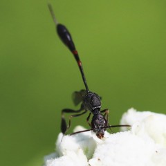 Gasteruption assectator