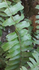 Callopistria floridensis