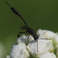 Gasteruption assectator