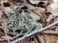 Ontholestes cingulatus