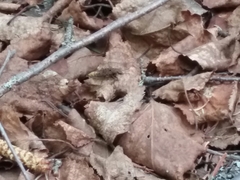 Ontholestes cingulatus