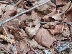 Ontholestes cingulatus