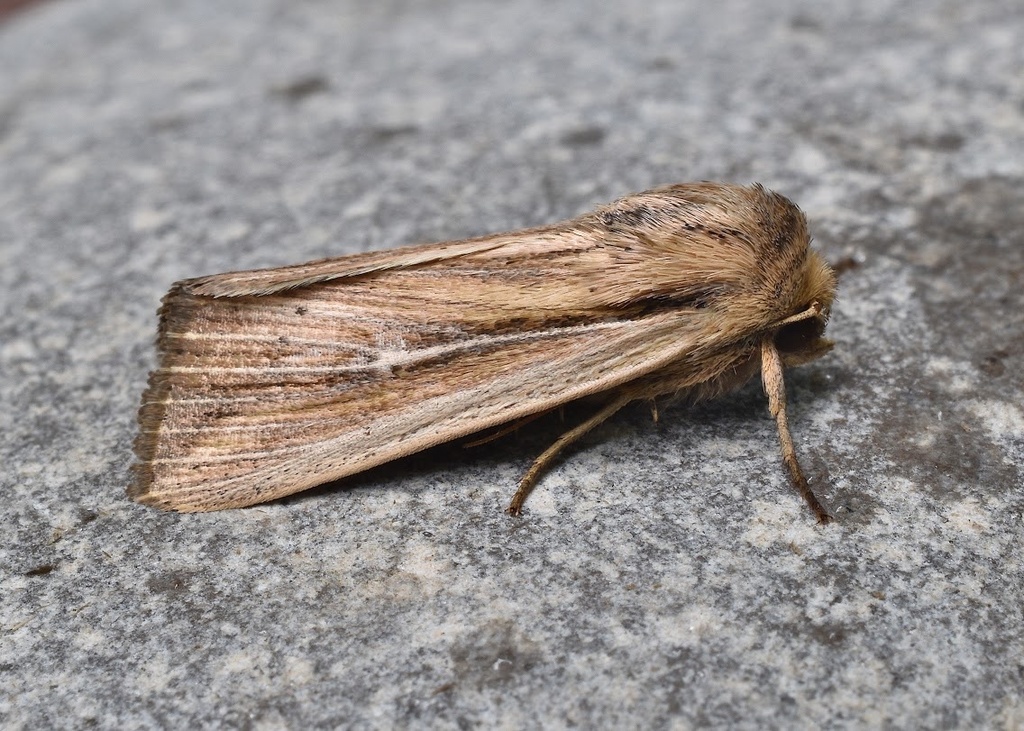 Two-lined Wainscot