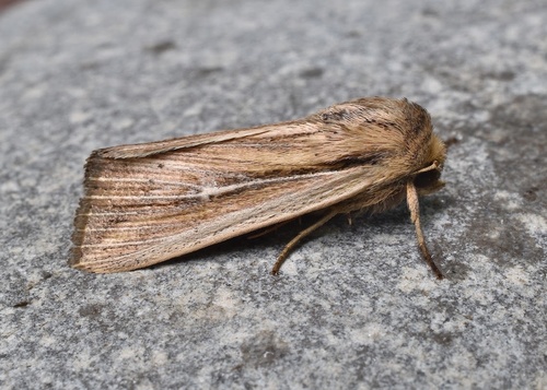 Two-lined Wainscot