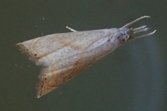 Haimbachia placidellus