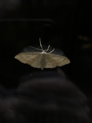 Idaea aversata