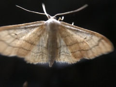 Idaea aversata