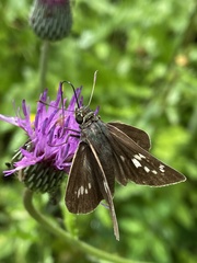 Polytremis pellucida