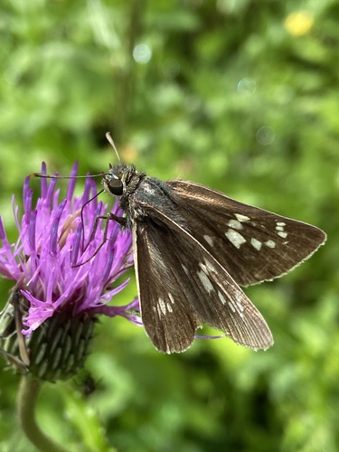 Polytremis pellucida