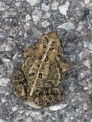 Anaxyrus americanus
