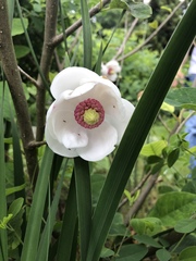 Magnolia sieboldii
