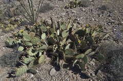 Opuntia confusa