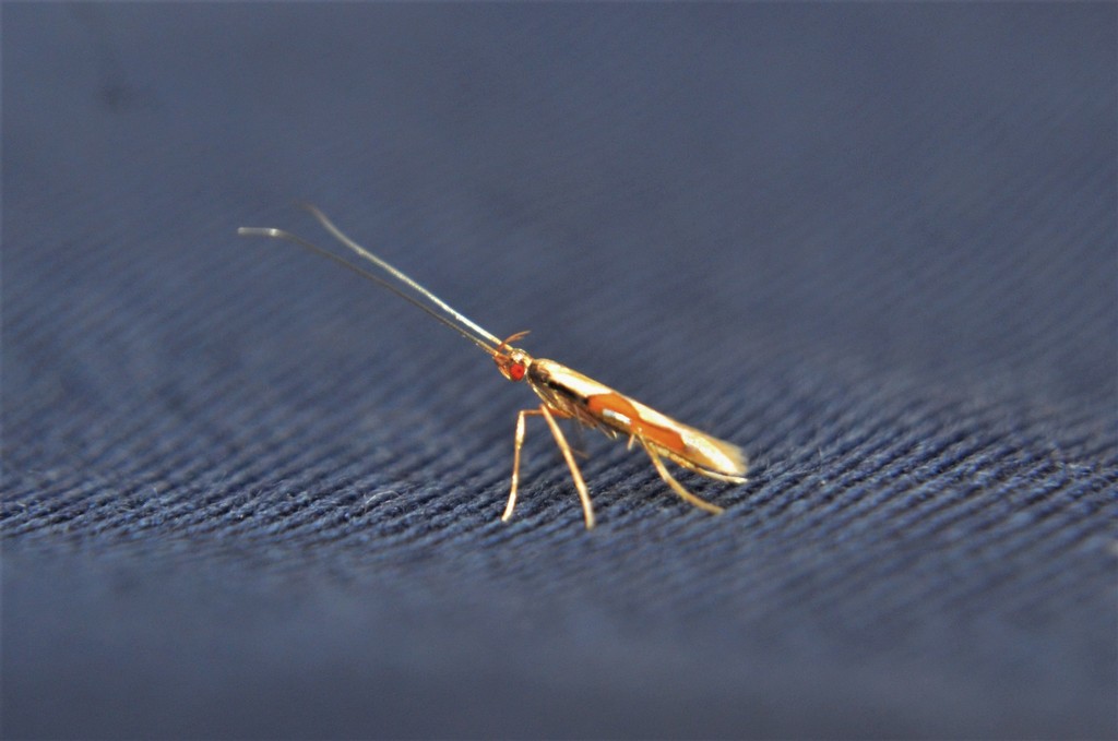 Acrocercopinae
