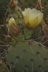Opuntia confusa