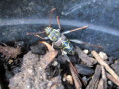 Neoclytus scutellaris