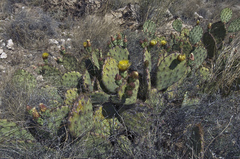 Opuntia confusa