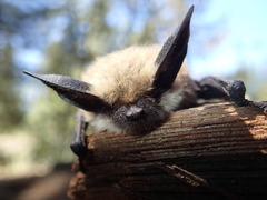 Long-Eared Myotis photo 2