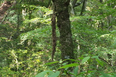 Euptelea polyandra