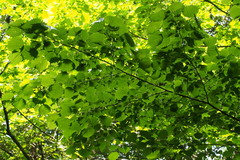 Euptelea polyandra