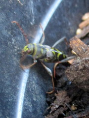 Neoclytus scutellaris