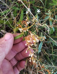 Cuscuta pentagona