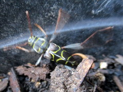 Neoclytus scutellaris
