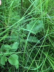 Heuchera richardsonii