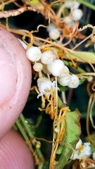 Cuscuta pentagona