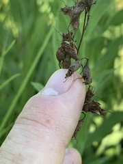 Heuchera richardsonii