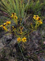Dysodiopsis tagetoides