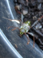 Neoclytus scutellaris