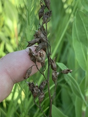 Heuchera richardsonii