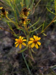 Dysodiopsis tagetoides