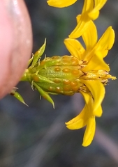 Dysodiopsis tagetoides