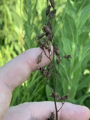 Heuchera richardsonii