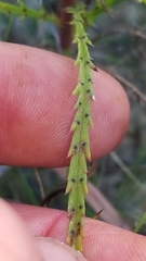 Dysodiopsis tagetoides