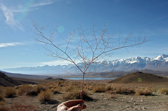 Eriogonum glandulosum