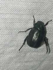 Paranomala cincta