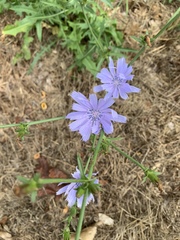Cichorium intybus