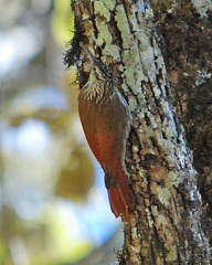White-Striped Woodcreeper photo 3