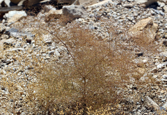 Eriogonum glandulosum