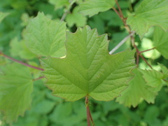 Viburnum trilobum image