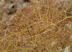 Eriogonum glandulosum